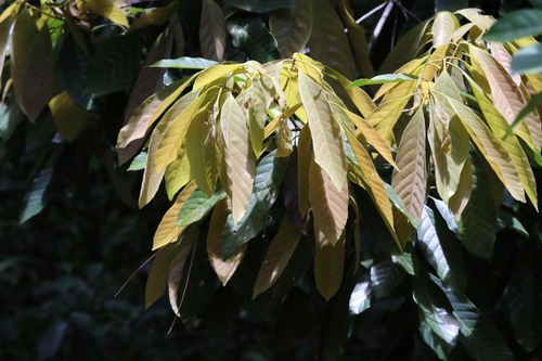 Thick-leaved Oak (Quercus edithiae)