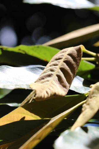 Image of Quercus edithiae by no rights reserved