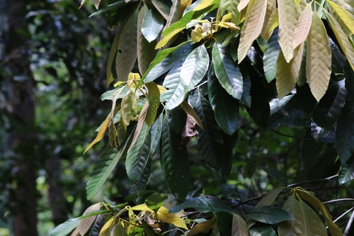 Image of Quercus edithiae by no rights reserved