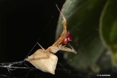 Uloborus barbipes