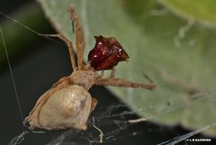 Uloborus barbipes