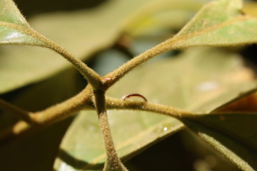 Image of Quercus edithiae by no rights reserved