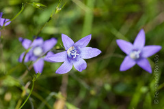 Campanula lusitanica