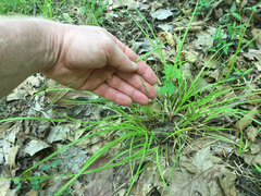 Carex debilis
