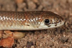 Delma tincta