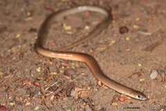 Delma tincta
