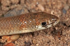 Delma tincta