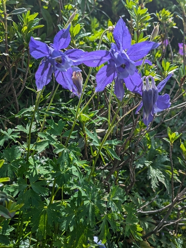 Image of Aquilegia alpina by (c) Attila Oláh, some rights reserved (CC BY)