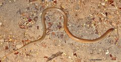 Delma tincta
