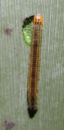 Flax window-maker photo 5