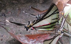 Protesilaus telesilaus