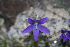 Campanula lusitanica