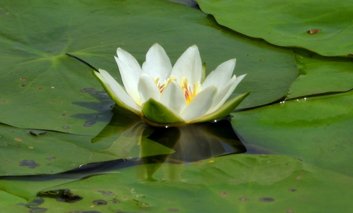 Image of Nymphaea tetragona by (c) Анна Васильченко, some rights reserved (CC BY)