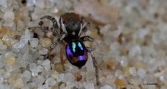 Maratus robinsoni