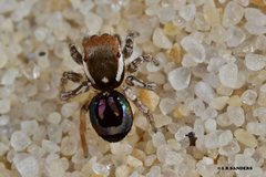 Maratus robinsoni
