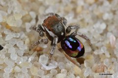 Maratus robinsoni