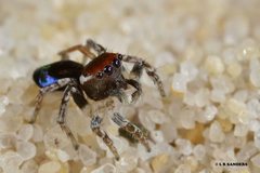 Maratus robinsoni