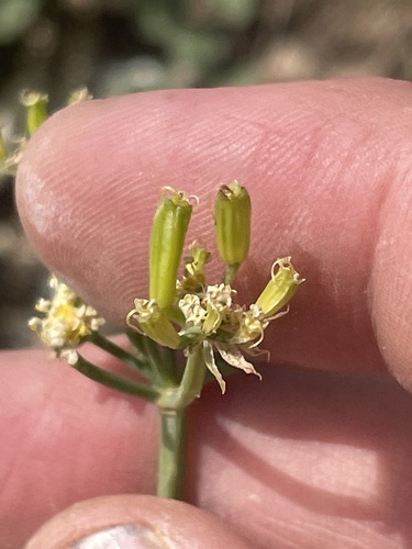 Image of Lomatium graveolens by (c) crothfels, some rights reserved (CC BY)
