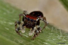 Maratus robinsoni