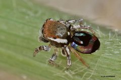 Maratus robinsoni