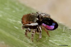 Maratus robinsoni