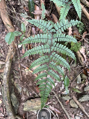 Athyrium clivicola iNat (1)