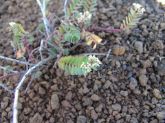Euphorbia origanoides