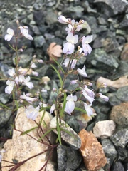 Collinsia linearis
