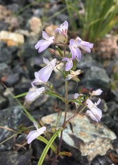 Collinsia linearis