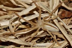 Neosparassus macilentus