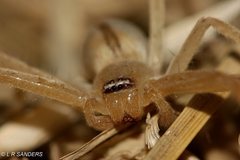 Neosparassus macilentus