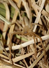 Neosparassus macilentus