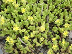 Sedum acre