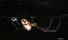 Leucauge dromedaria