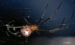 Leucauge dromedaria