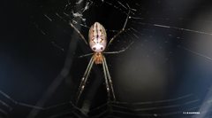 Leucauge dromedaria