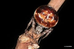 Araneus rotundulus