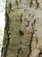 Platybunus pinetorum