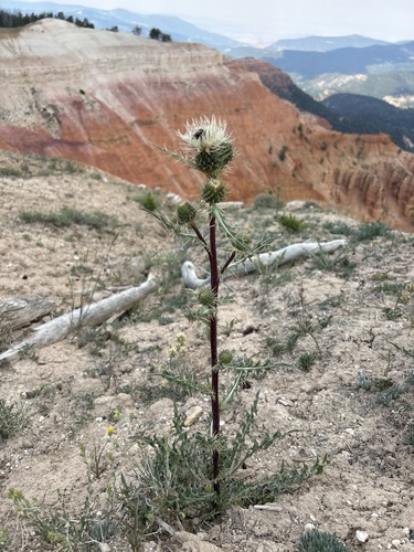 Fish Lake thistle (Cirsium clavatum)