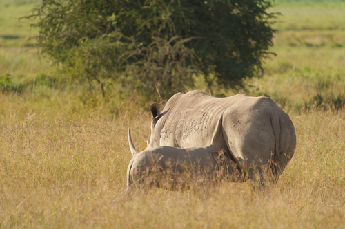 White rhinoceros