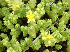 Sedum acre