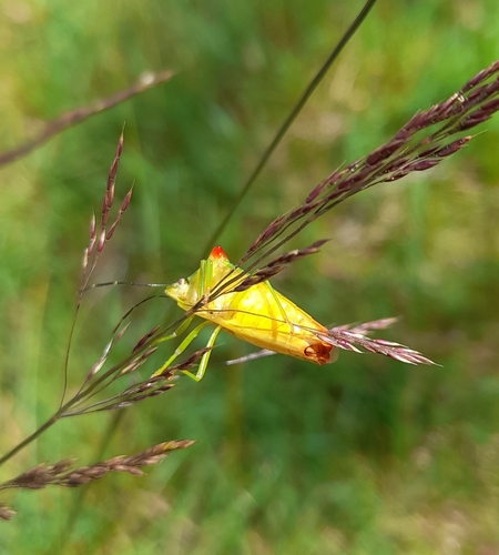 Hawthorn Shield Bug, 8HX2+7V Eendenvlak, 2114 Bentveld, Netherlands, photo 9 of 10