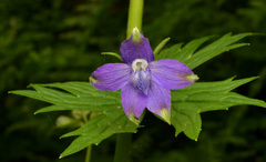 Delphinium trolliifolium