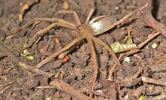 Neosparassus macilentus