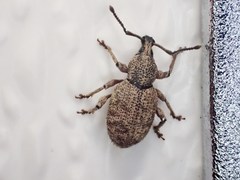 Otiorhynchus singularis