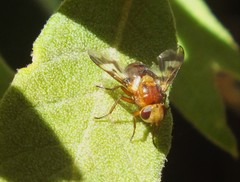 Oestrophasia calva