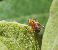 Oestrophasia calva