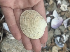 オニアサリ