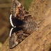 Epione Underwing - Photo (c) Bill Carrell, some rights reserved (CC BY-NC-ND), uploaded by Bill Carrell
