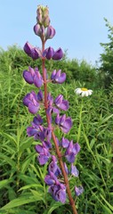 Lupinus perennis